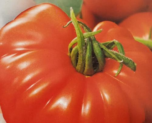 Plants de tomates